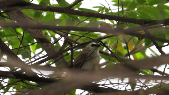 Image of Yellow-vented Bulbul