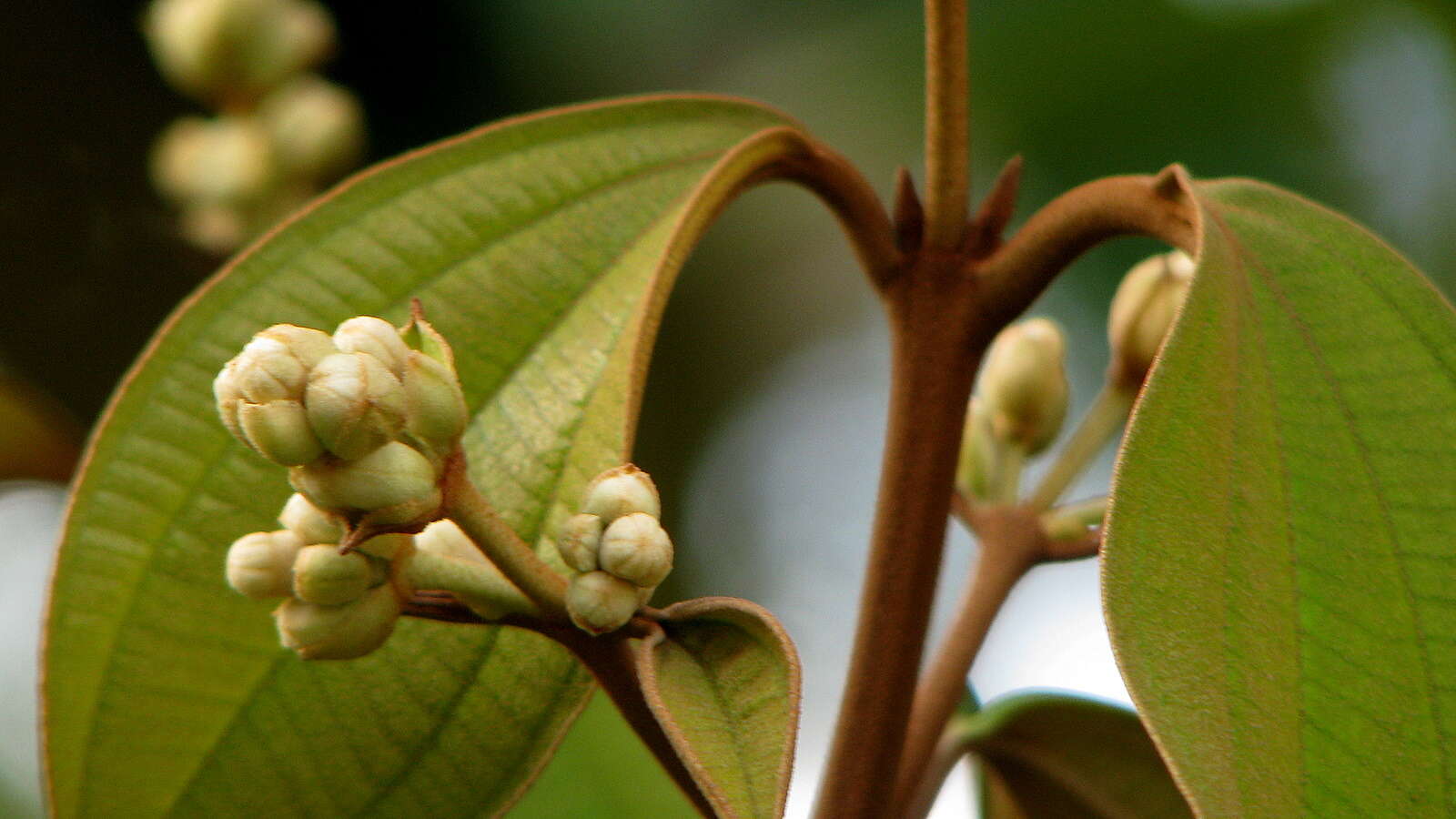 Sivun Miconia holosericea (L.) DC. kuva