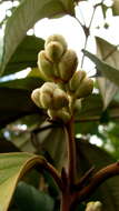 Image of Miconia holosericea (L.) DC.