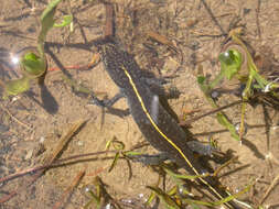 Image of Italian crested newt