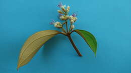 Image of Miconia holosericea (L.) DC.