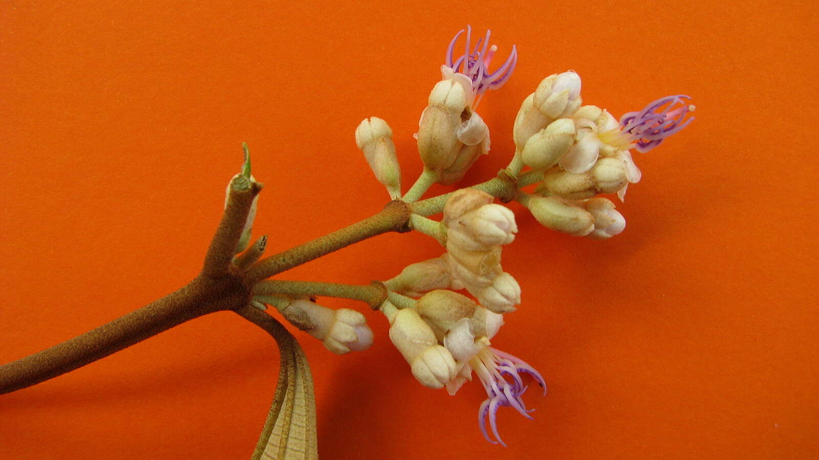 Image of Miconia holosericea (L.) DC.