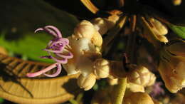 Image of Miconia holosericea (L.) DC.