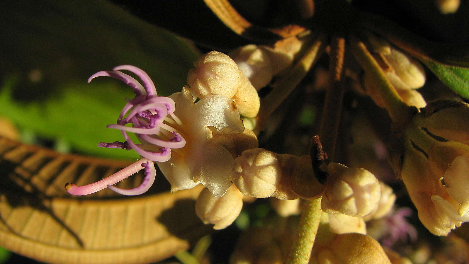 Image of Miconia holosericea (L.) DC.