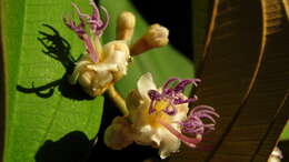 Image of Miconia holosericea (L.) DC.