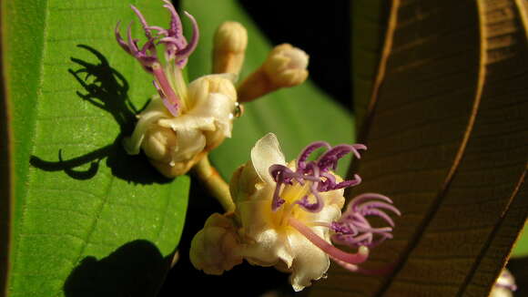 Image of Miconia holosericea (L.) DC.