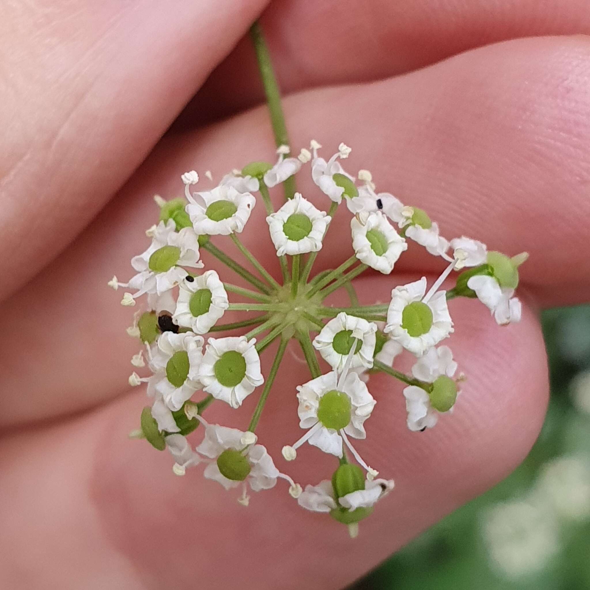 Physospermum verticillatum (Waldst. & Kit.) Vis.的圖片