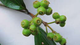 Image of Miconia holosericea (L.) DC.