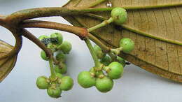 Image of Miconia holosericea (L.) DC.