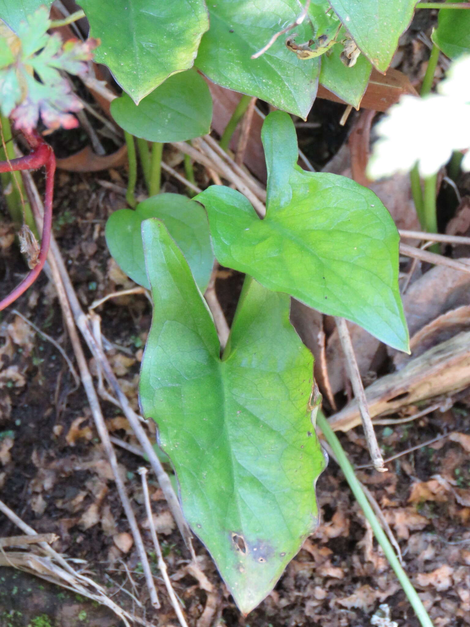 Image of Arum italicum subsp. canariense (Webb & Berthel.) P. C. Boyce