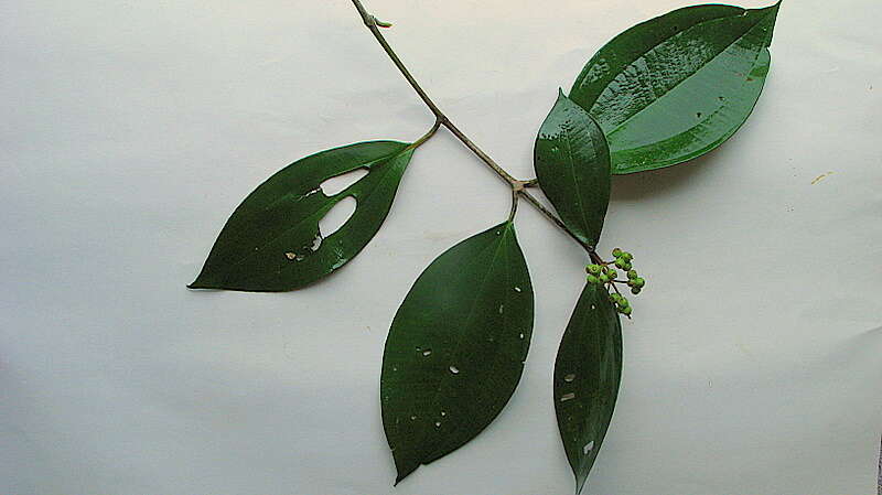 Image of Miconia holosericea (L.) DC.