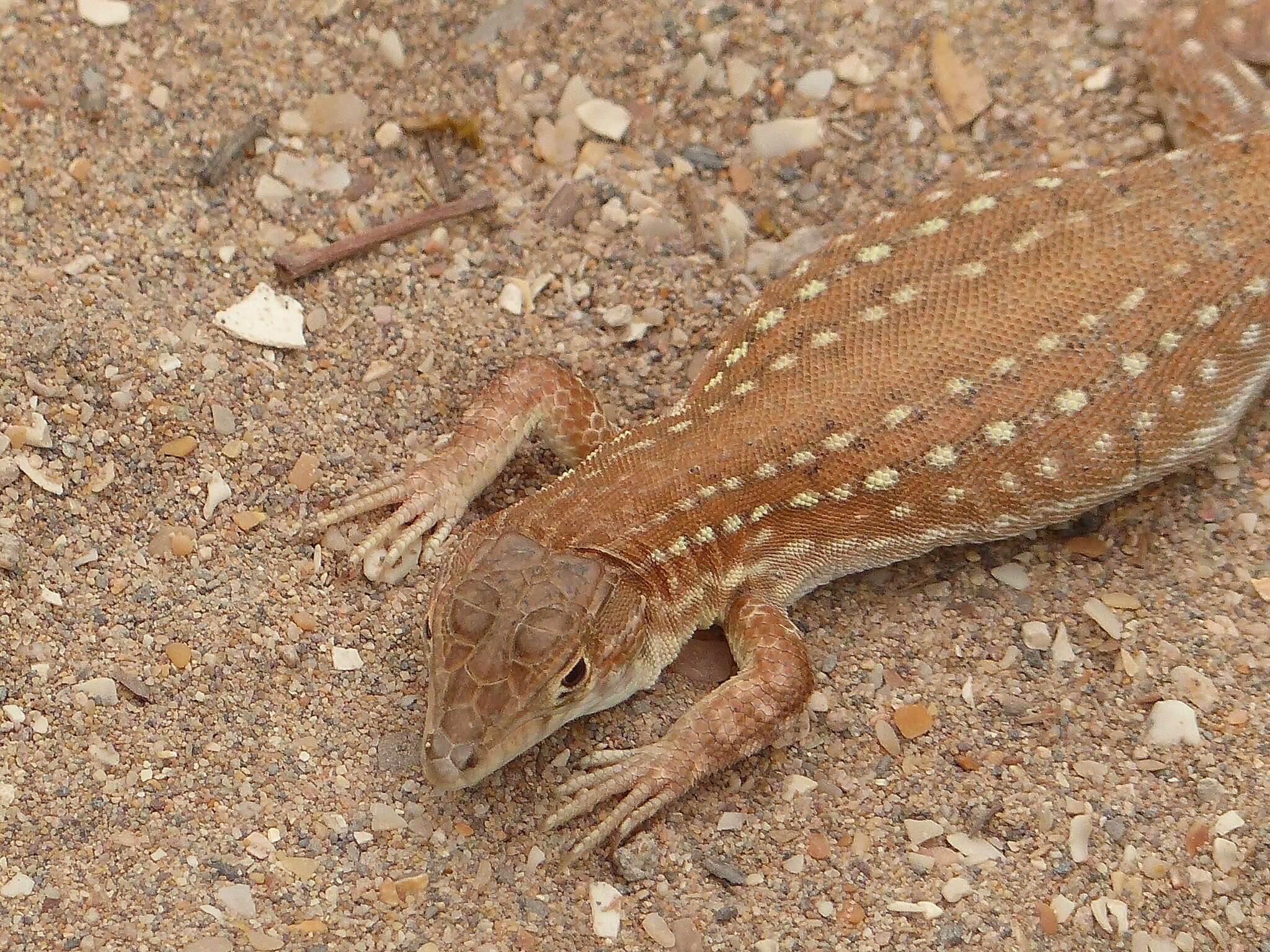 Plancia ëd Acanthodactylus margaritae Tamar, Geniez, Brito & Crochet 2017