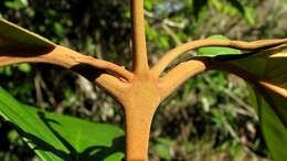 Image of Miconia holosericea (L.) DC.