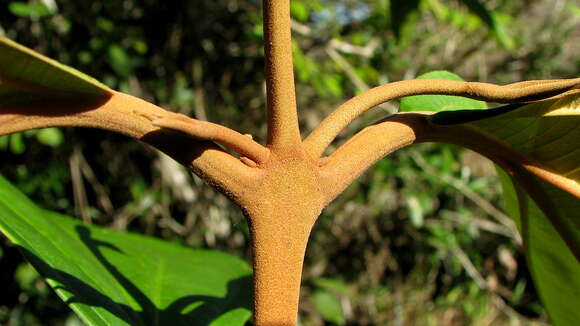 Image of Miconia holosericea (L.) DC.