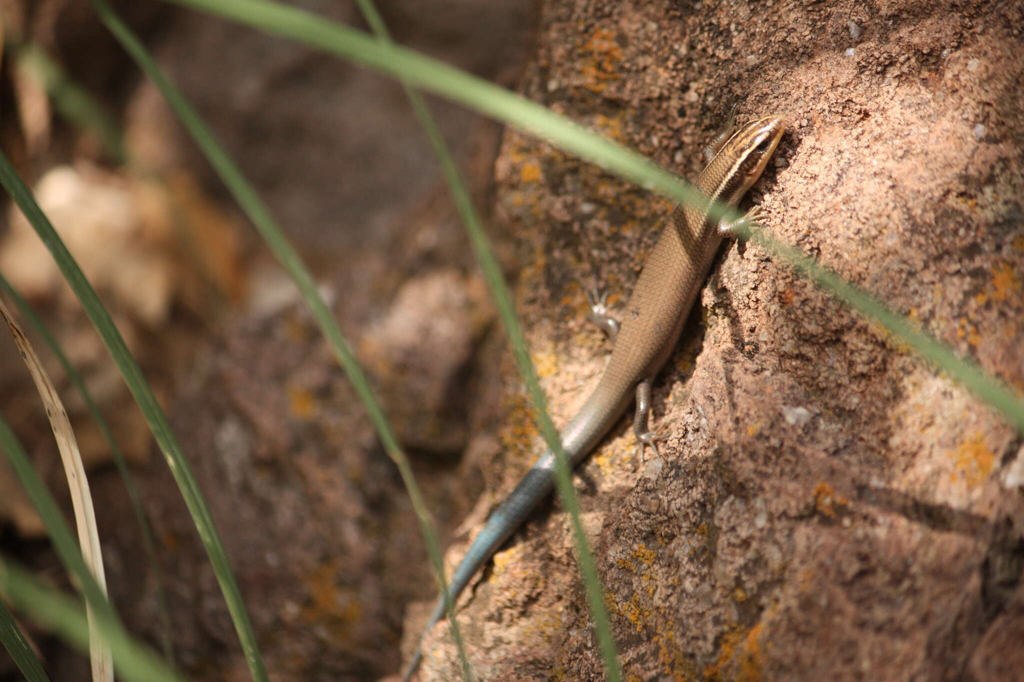 صورة Plestiodon tetragrammus brevilineatus (Cope 1880)