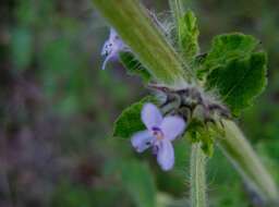 Image of Pignut