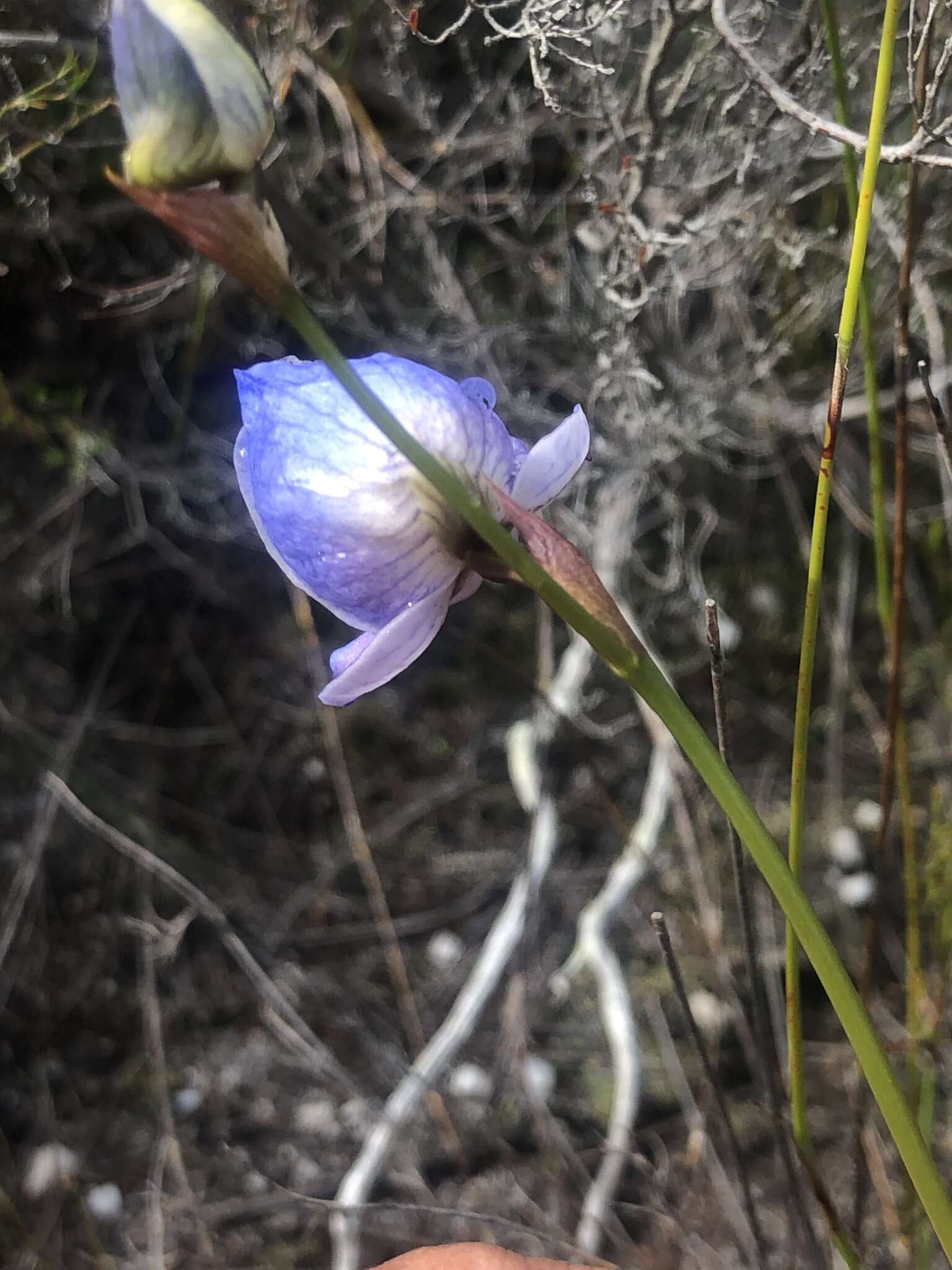 Image of Early blue Disa