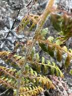 Polystichum haleakalense Brack.的圖片