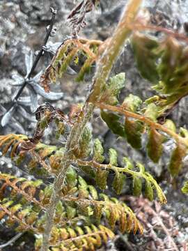 Imagem de Polystichum haleakalense Brack.