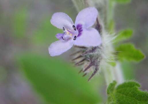 Image of Pignut