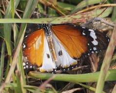 Image of Danaus (Anosia) chrysippus subsp. alcippus Cramer 1777