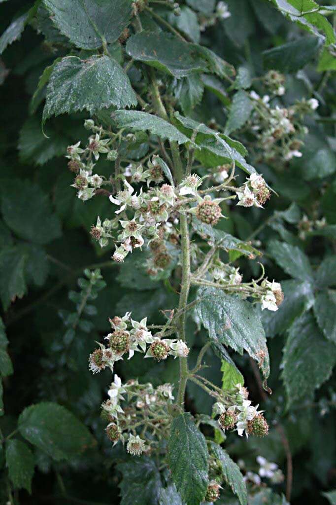 Image of Rubus insectifolius Lefev. & P. J. Müll.