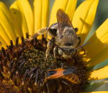 Imagem de Svastra obliqua obliqua (Say 1837)