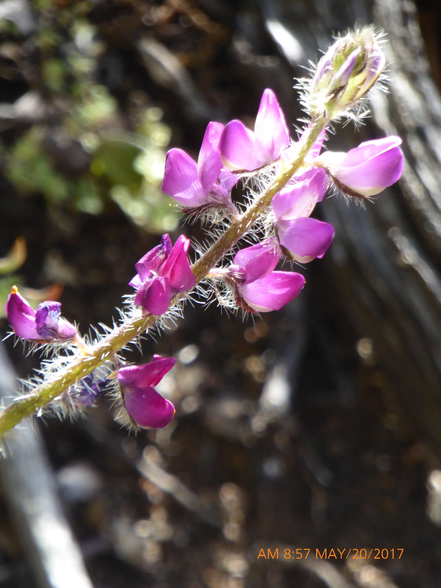 Plancia ëd Lupinus hirsutissimus Benth.