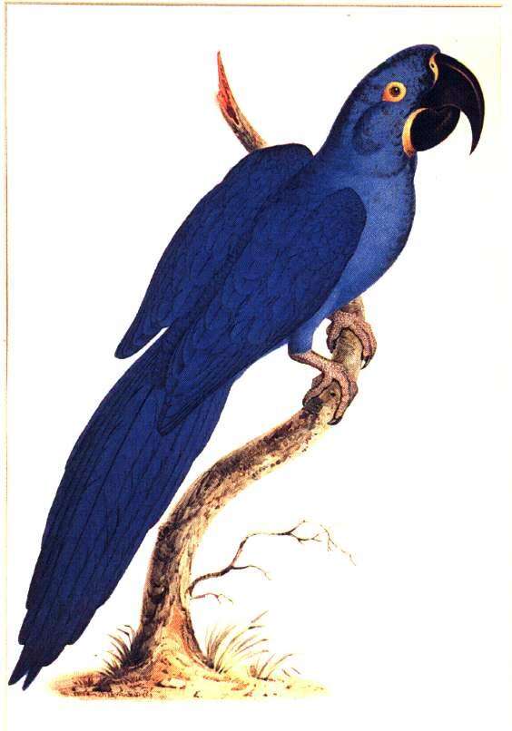 Image of Hyacinth Macaw