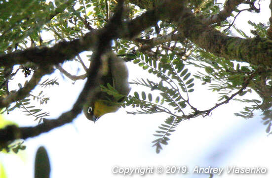 Zosterops maderaspatanus maderaspatanus (Linnaeus 1766)的圖片