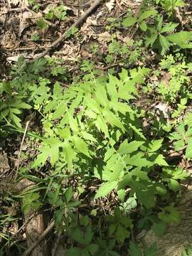 Image of Tennessee leafcup