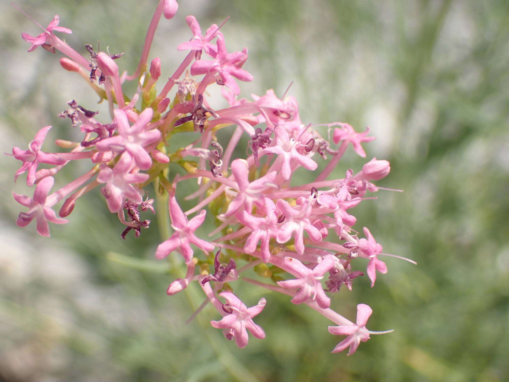 Image of Centranthus lecoqii Jordan