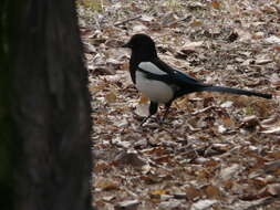 Image of Oriental Magpie