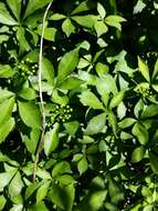 Image of Fiveleaf aralia