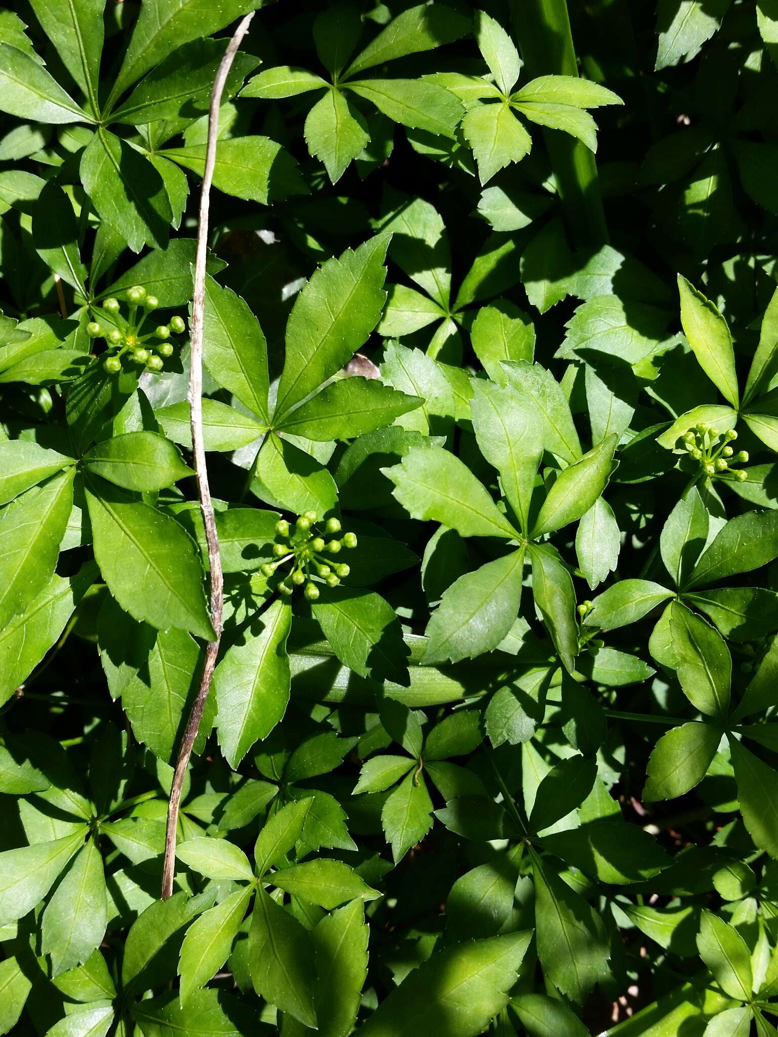 Image of Fiveleaf aralia