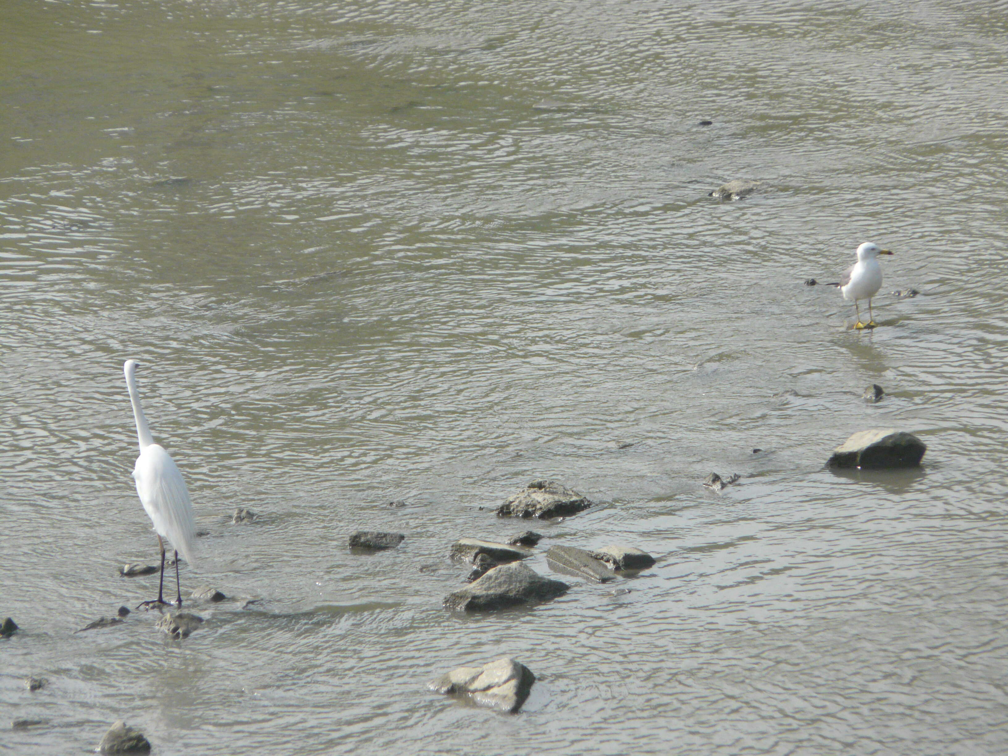 Plancia ëd Larus crassirostris Vieillot 1818