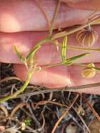 Image de Helianthemum aegyptiacum (L.) Miller