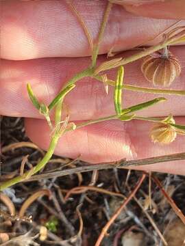 Image of Helianthemum aegyptiacum (L.) Miller