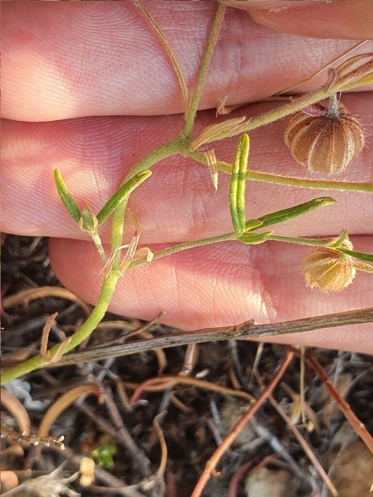 Image de Helianthemum aegyptiacum (L.) Miller