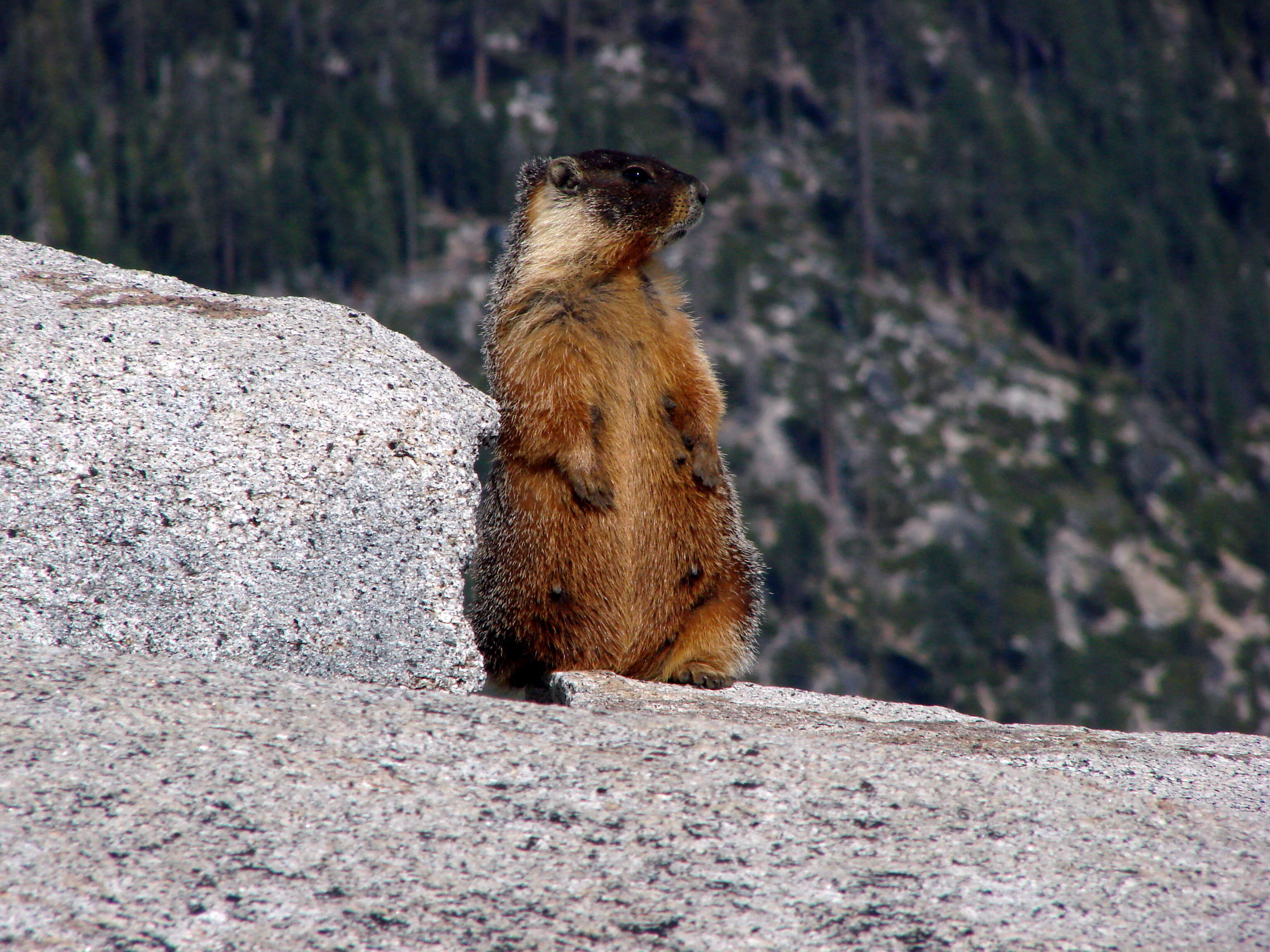 Image of Marmota subgen. Petromarmota Steppan et al. 1999