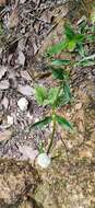 Image of Hedyotis uncinella Hook. & Arn.