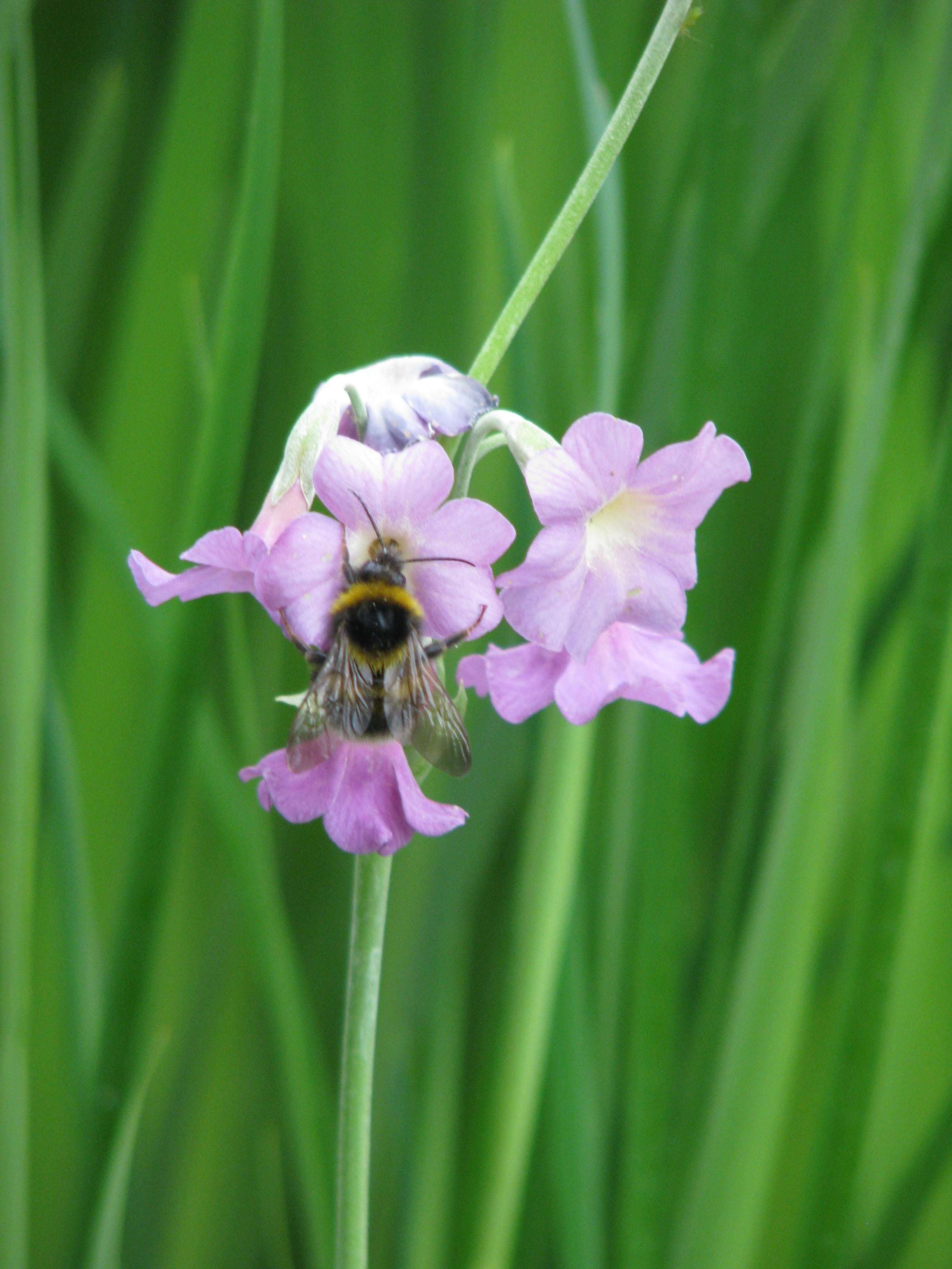 Image of Primula alpicola (W. W. Sm.) Stapf