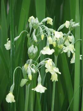 Image of Primula alpicola (W. W. Sm.) Stapf