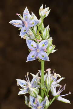 Image of whitestem frasera