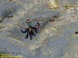 Image of Shore crab