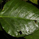 Image of Dendropanax sessiliflorus (Standl. & A. C. Sm.) A. C. Sm.