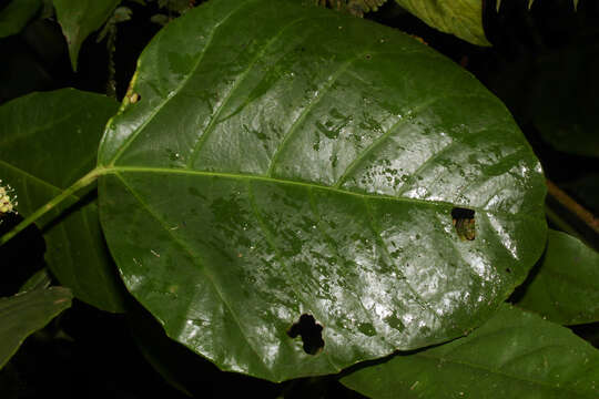 Image of Dendropanax sessiliflorus (Standl. & A. C. Sm.) A. C. Sm.