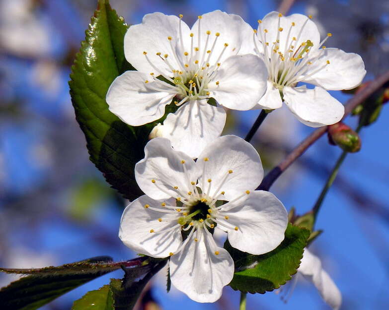 Plancia ëd Prunus cerasus L.