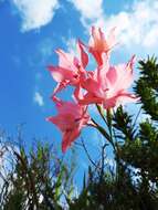 Image of Gladiolus virgatus Goldblatt & J. C. Manning