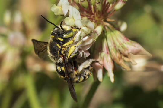 Image de Anthidium loti Perris 1852